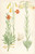 Digital Print - Lilium maritimum by Walter Hood Fitch