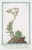 Digital Print - Sedum montanum tomentosum - Semprevivo montano - Toubarbe. (Mountain house-leek) by Giorgio Bonelli