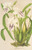 Digital Print - Miltonia cereola by Charles Antoine Lemaire