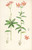 Digital Print - Lilium medeoloides by Walter Hood Fitch