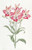 Digital Print - Red Speckled-flowered Alstromeria by Sydenham Edwards Digital Print - Red Speckled-flowered Alstromeria by Sydenham Edwards