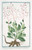 Digital Print - Portulaca racemosa foliis obovatis planiusculis, racemo simplici triquetro - Porcachia americana perenne - Pourpier. (potherb fameflower, waterleaf, Surinam purslane, Ceylon spinach, by Giorgio Bonelli
