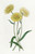 Digital Print - Two-coloured Elichrysum by Sydenham Edwards