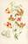 Digital Print - Lilium pardalinum by Walter Hood Fitch