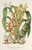 Digital Print - Catasetum trimerochilum by Charles Antoine Lemaire