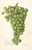 Digital Print - Vitis: Admirable de Courtiller by Bertha Heiges