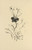 Digital Print - Histoires naturelles Pl 37 by Pierre Bonnard