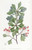 Digital Print - Small-fruited Thorn by Sydenham Edwards