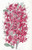 Digital Print - The Highclere Scarlet Azalea by Sydenham Edwards