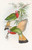 Digital Print - Red-throated Nyctiornis by John Gould