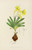 Digital Print - Freesia Refracta by Illtyd Buller Pole-Evans