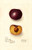 Digital Print - Prunus domestica: Simon by Deborah Griscom Passmore