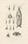 Digital Print - The book of nature, or, The history of insects Pl.35 by Jan Swammerdam