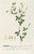 Digital Print - Sophora II by Georg Dionysius Ehret