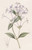 Digital Print - Long-flowered Rondeletia by Sydenham Edwards