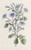 Digital Print - Large-Rooted Mulgede by Sydenham Edwards