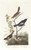 Digital Print - Lark finch. Prairie finch. Brown song sparrow by John James Audubon