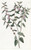 Digital Print - Axillary-flowered Vernonia by Sydenham Edwards