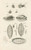 Digital Print - The book of nature, or, The history of insects Pl.10 by Jan Swammerdam
