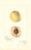 Digital Print - Prunus persica: Genii by Amanda Almira Newton
