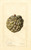 Digital Print - Annona squamosa: Sweet Sop by Deborah Griscom Passmore