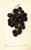 Digital Print - Vitis: Merceron by Deborah Griscom Passmore