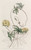 Digital Print - Jatropha-leaved Stigmaphyllon by Sydenham Edwards