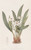 Digital Print - Anomalous Eleutherine by Sydenham Edwards