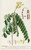 Digital Print - Sophora by Georg Dionysius Ehret