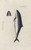Digital Print - Icones rerum naturalium, ou figures enlumines d'histoire naturelle du nord Pl.41 by Peder Ascanius