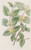 Digital Print - Various-leaved Fly Honeysuckle by Sydenham Edwards