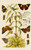 Digital Print - Insects II by Frederick McCoy