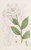 Digital Print - Three-knobbed Dendrobe by Sydenham Edwards
