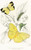 Digital Print - Callidryas Eubule, Terias Mexicana by James Duncan