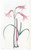 Digital Print - Mr. Herbert's Phycella by Sydenham Edwards