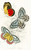 Digital Print - Pieris Epicharis, Pieris Philyra by James Duncan