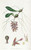 Digital Print - Dancing Bolbophyllum by Sydenham Edwards