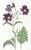 Digital Print - Dark-purple Salpiglossis by Sydenham Edwards