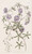 Digital Print - Blue Nasturtium by Sydenham Edwards