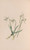 Digital Print - Snowdrop by John Stevens Henslow