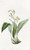 Digital Print - Raceme-flowered Maxillaria by Sydenham Edwards