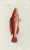 Digital Print - Icones rerum naturalium, ou figures enlumines d'histoire naturelle du nord Pl.13 by Peder Ascanius