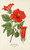 Digital Print - Shoe Flower by Edward Step