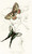 Digital Print - Leptocircus Curius,Thais Medesicaste by James Duncan