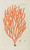 Digital Print - Icones rerum naturalium, ou figures enlumines d'histoire naturelle du nord Pl.50 by Peder Ascanius