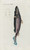 Digital Print - Icones rerum naturalium, ou figures enlumines d'histoire naturelle du nord Pl.37 by Peder Ascanius