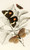 Digital Print - Epidesmia tricolor, Scopelodes unicolor, Tortrix Crameriana by James Duncan
