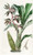 Digital Print - Bearded Flywort by Sydenham Edwards
