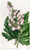 Digital Print - Parsnip-leaved Begonia by Sydenham Edwards