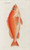 Digital Print - Icones rerum naturalium, ou figures enlumines d'histoire naturelle du nord Pl.16 by Peder Ascanius